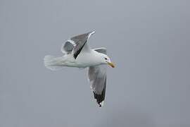 Yellow-legged Gull