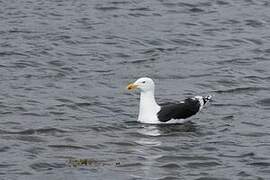 Great Black-backed Gull