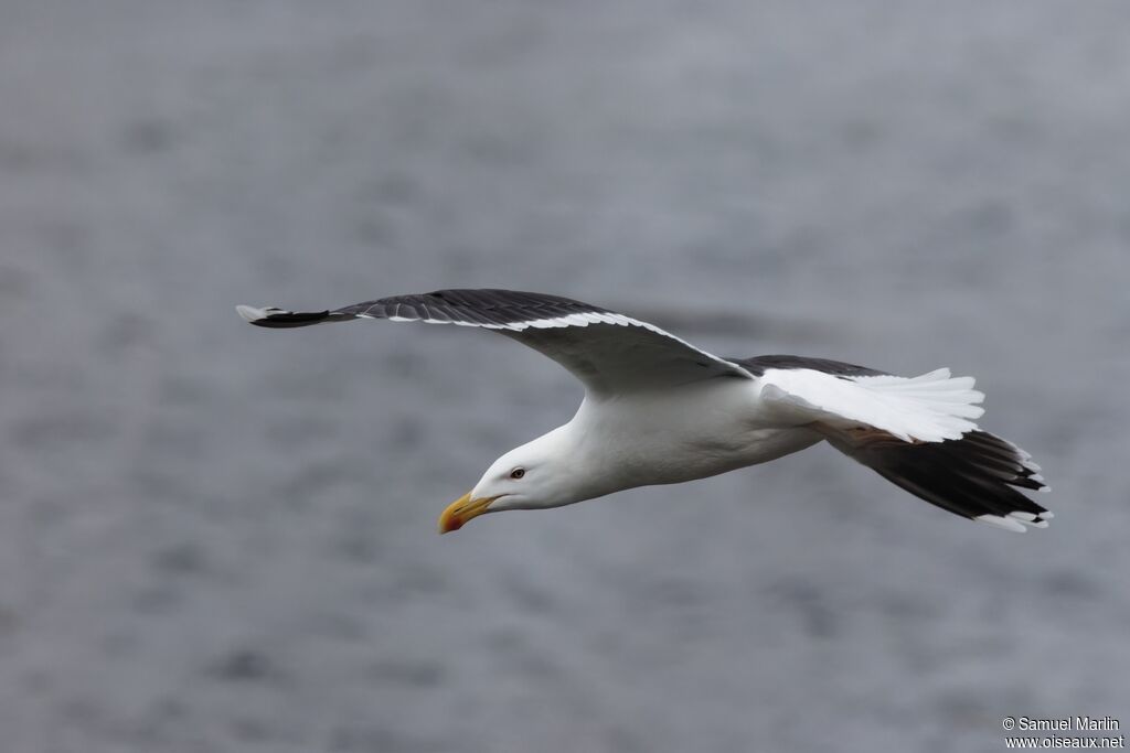 Great Black-backed Gulladult