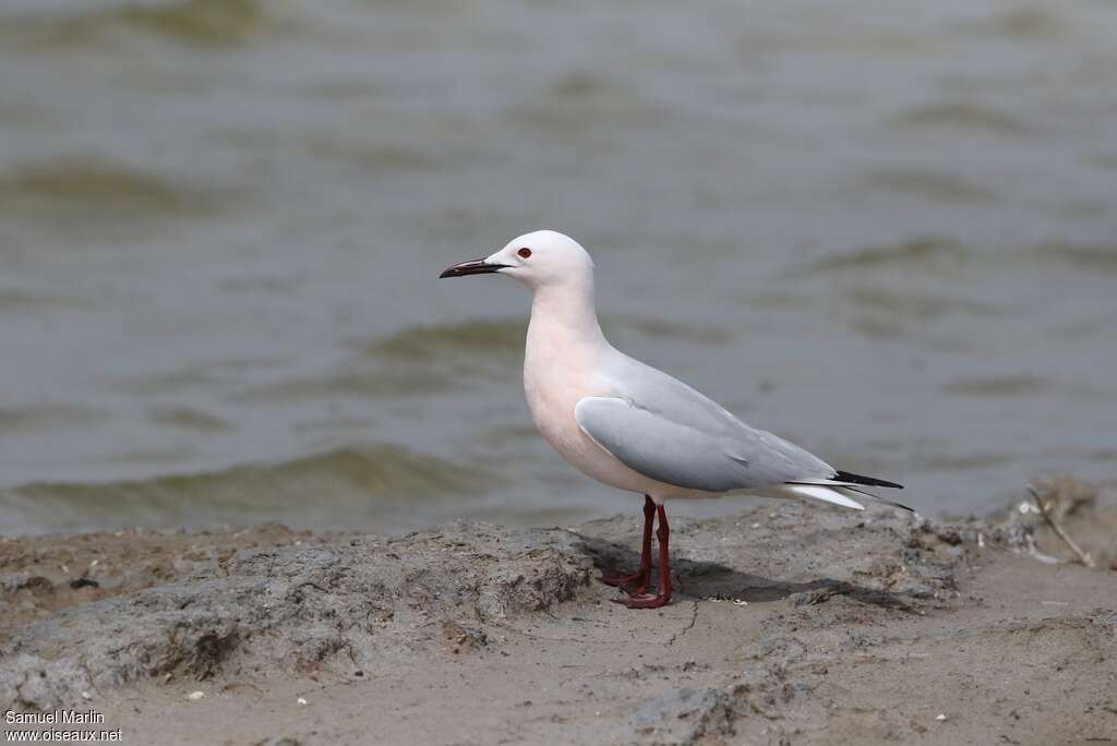 Goéland railleuradulte nuptial, identification