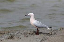 Slender-billed Gull