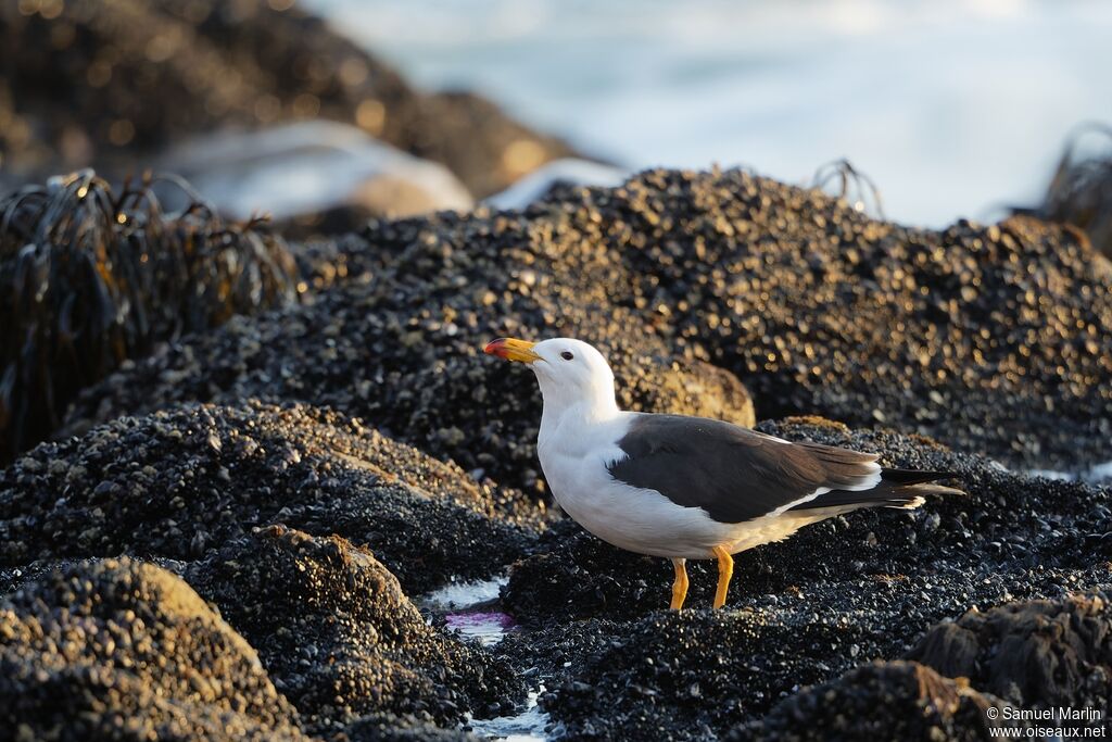 Belcher's Gull male adult