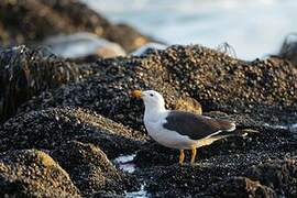 Belcher's Gull