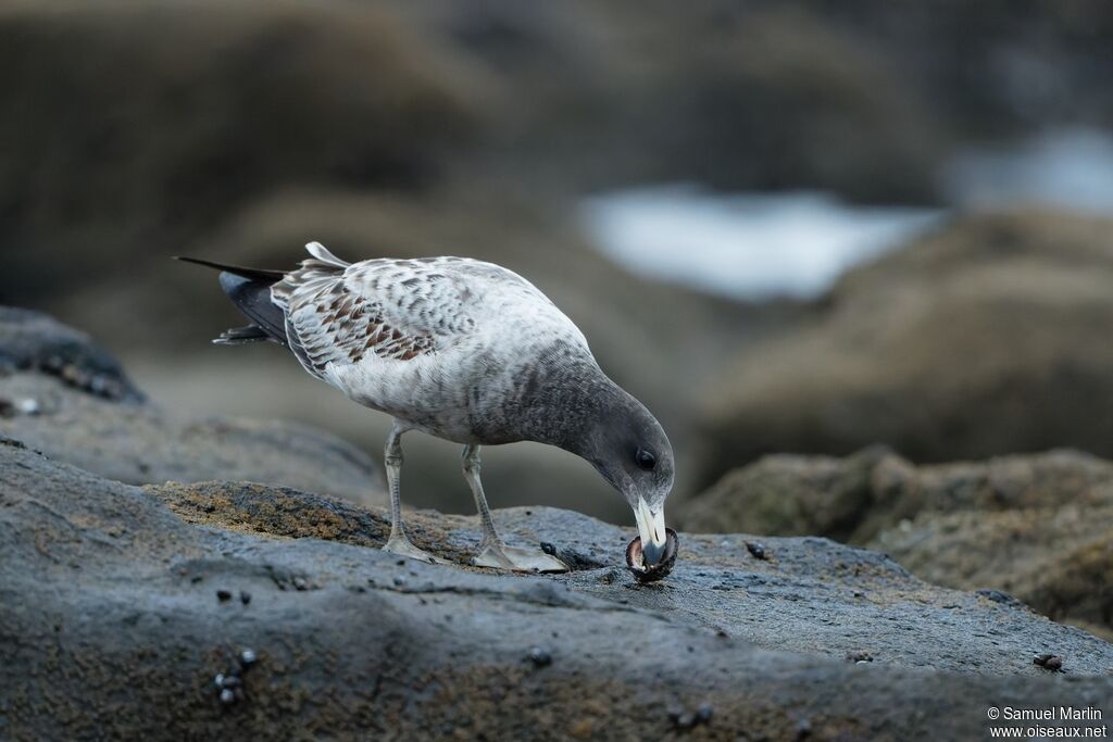 Belcher's GullFirst year, eats