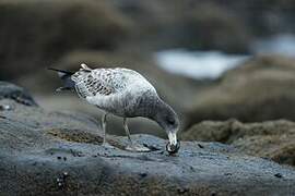 Belcher's Gull