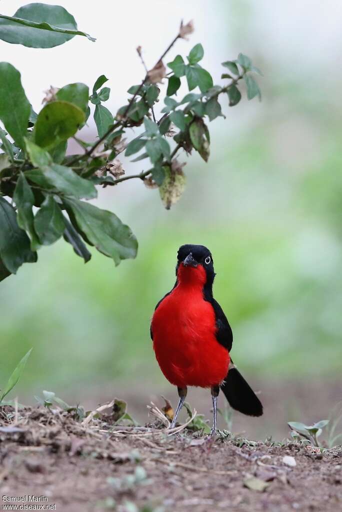 Black-headed Gonolekadult, pigmentation, Behaviour