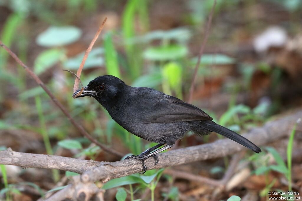 Slate-colored Boubouadult