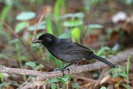 Slate-colored Boubou