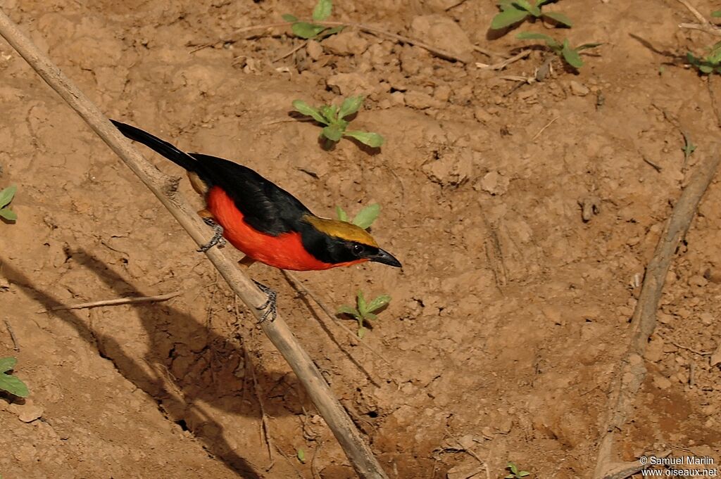 Yellow-crowned Gonolekadult