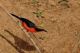 Yellow-crowned Gonolek