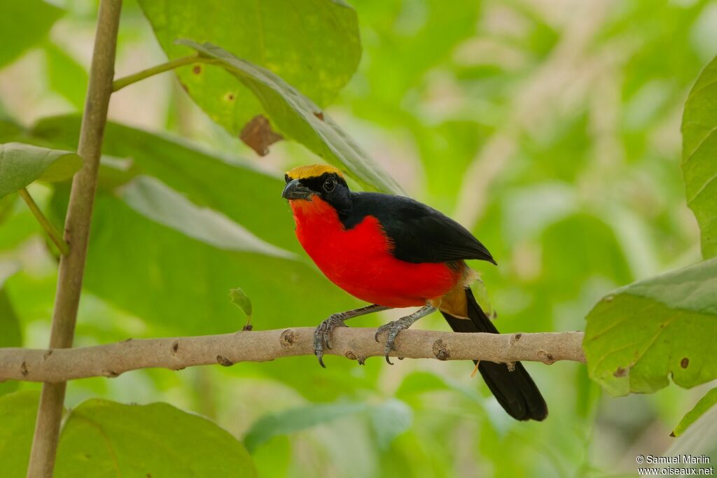 Yellow-crowned Gonolekadult