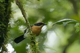 Lühder's Bushshrike