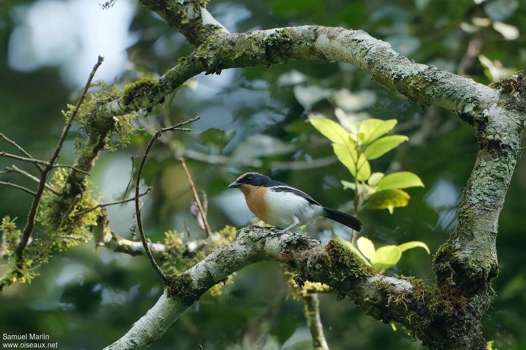 Lühder's Bushshrikeadult, habitat