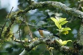 Lühder's Bushshrike