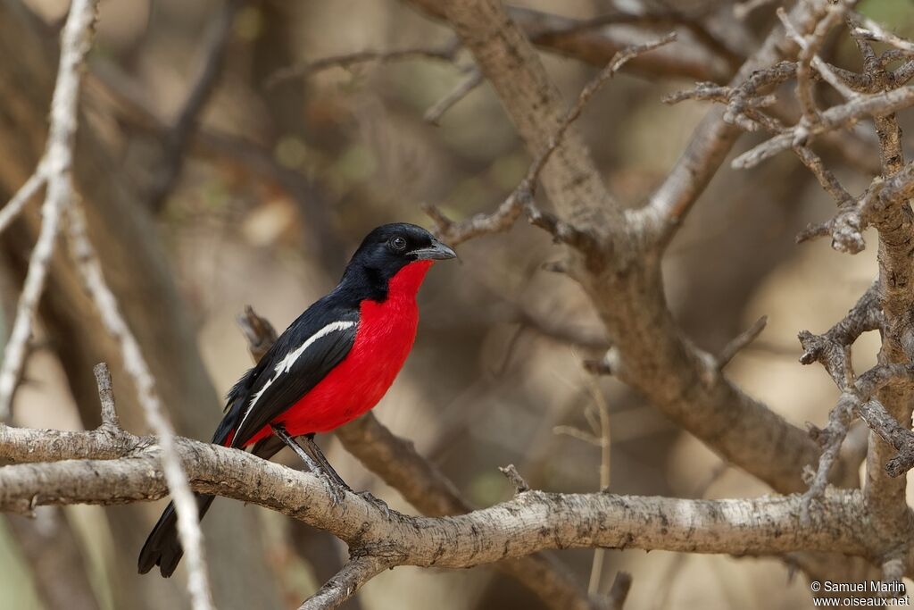 Crimson-breasted Shrike male adult