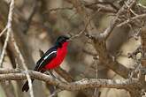 Gonolek rouge et noir