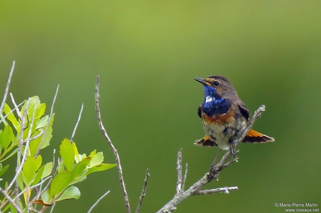 Gorgebleue à miroir mâle adulte