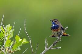 Bluethroat