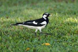 Magpie-lark