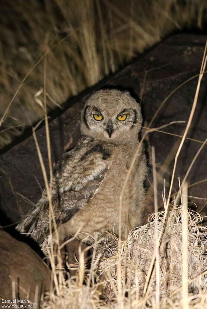 Spotted Eagle-OwlPoussin, identification