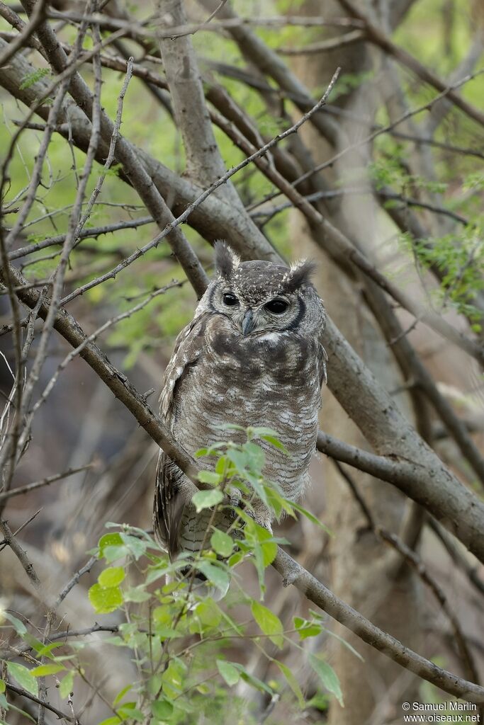 Spotted Eagle-Owladult