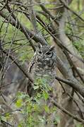 Spotted Eagle-Owl