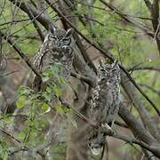 Spotted Eagle-Owl