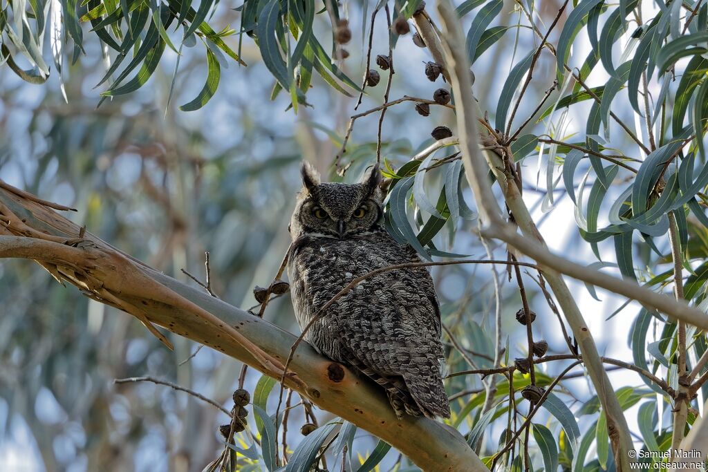 Great Horned Owladult