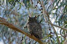 Great Horned Owl