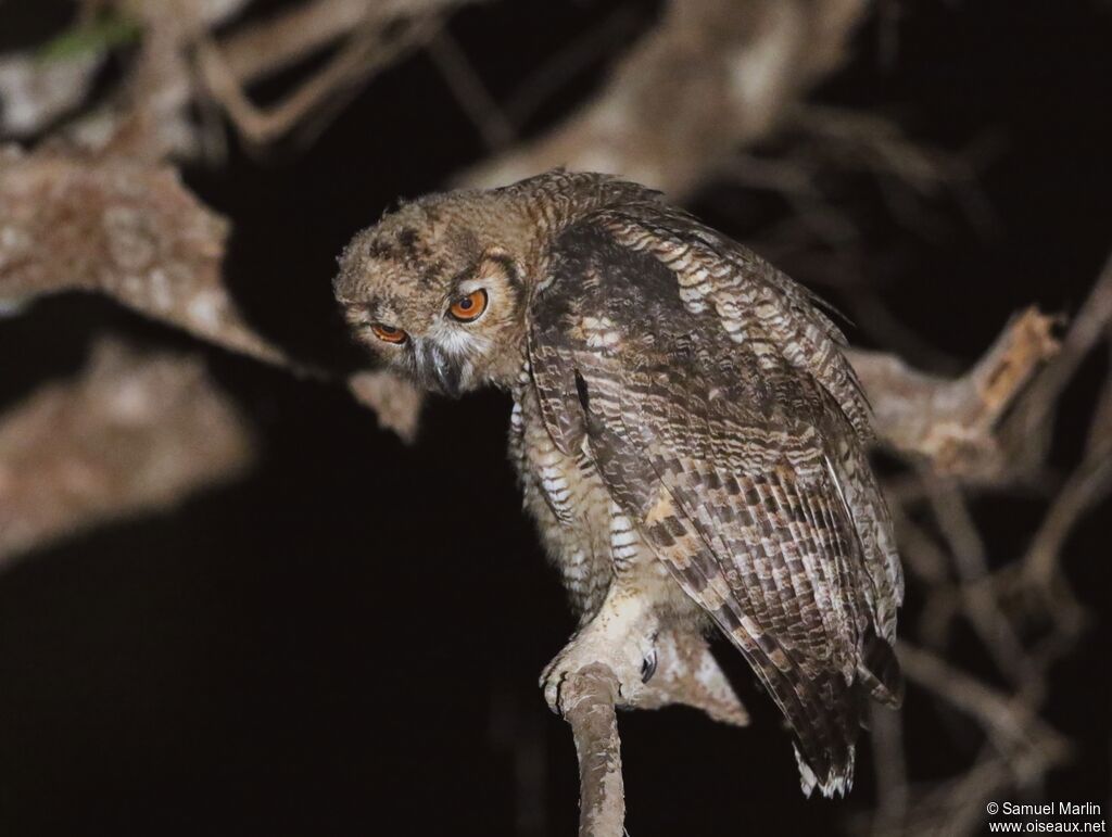 Great Horned Owljuvenile