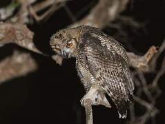 Great Horned Owl