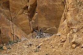 Eurasian Eagle-Owl