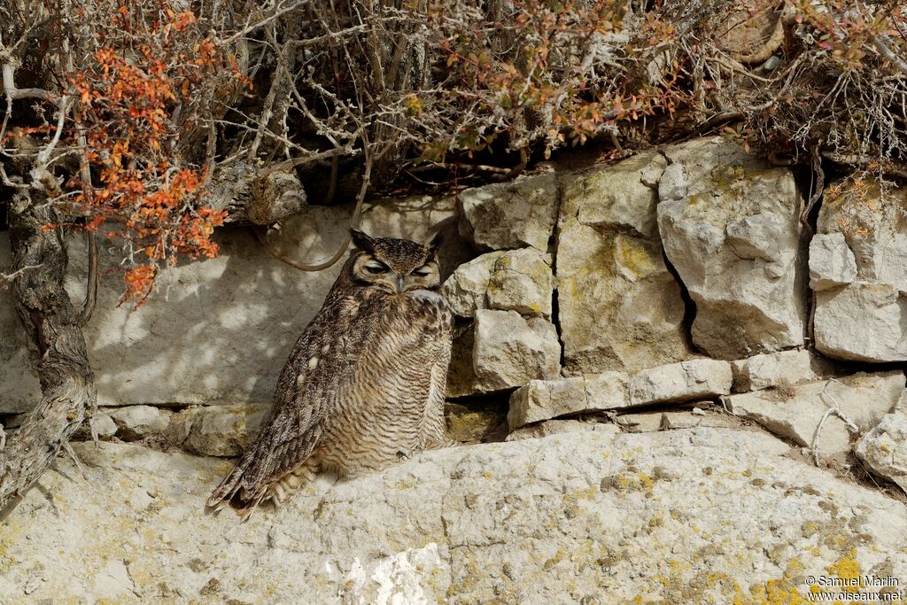 Lesser Horned Owladult