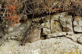 Lesser Horned Owl