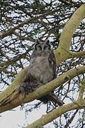 Verreaux's Eagle-Owl