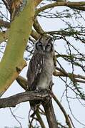 Verreaux's Eagle-Owl