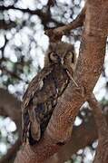 Verreaux's Eagle-Owl