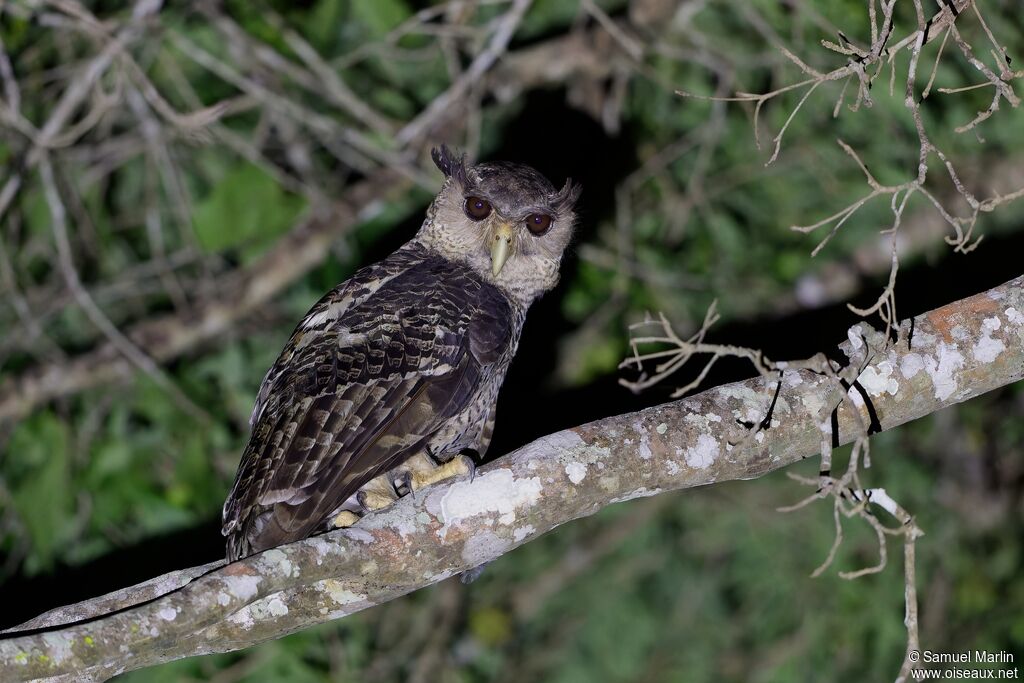 Spot-bellied Eagle-Owladult