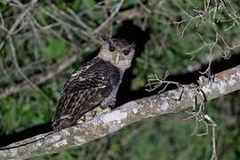 Spot-bellied Eagle-Owl