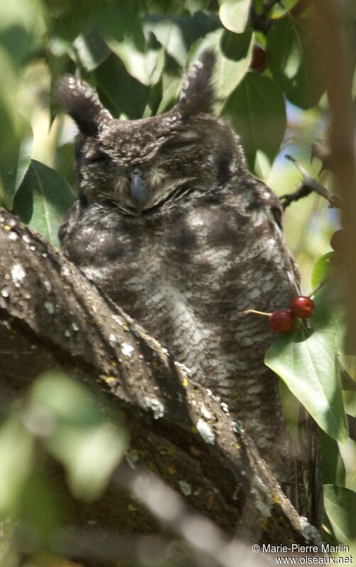 Greyish Eagle-Owladult