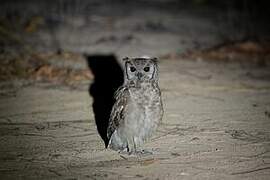 Greyish Eagle-Owl