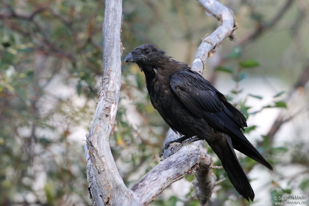 Northern Ravenadult