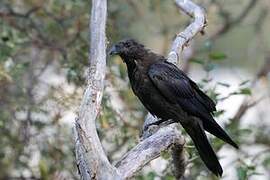 Northern Raven