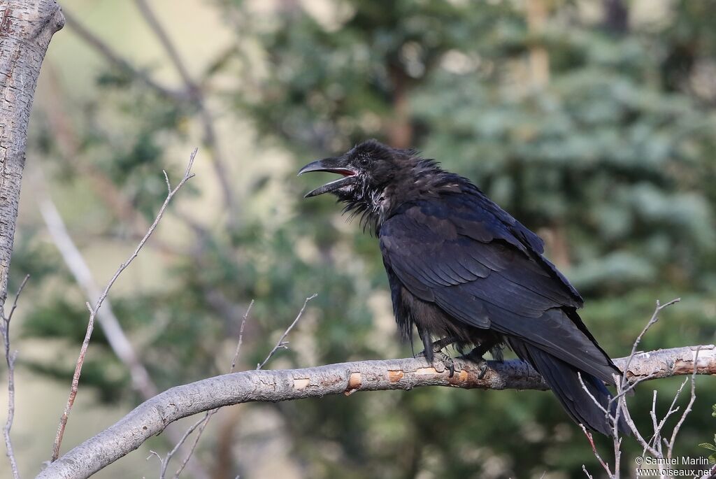 Northern Ravenadult