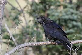 Northern Raven