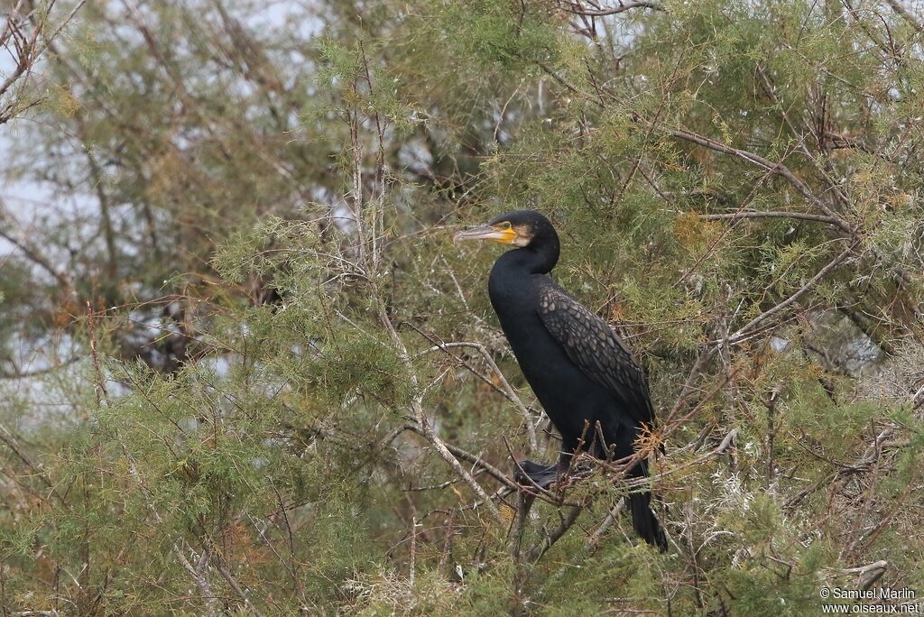 Grand Cormoranadulte