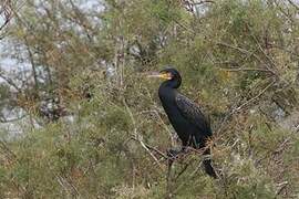 Great Cormorant