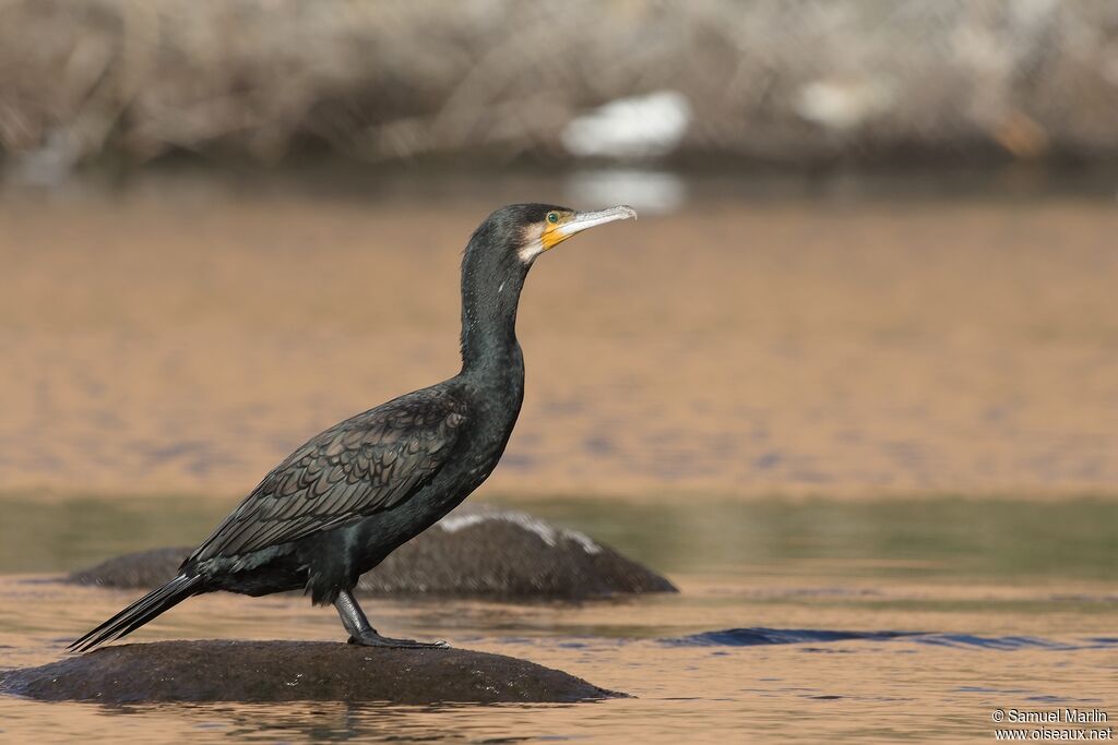 Grand Cormoranadulte