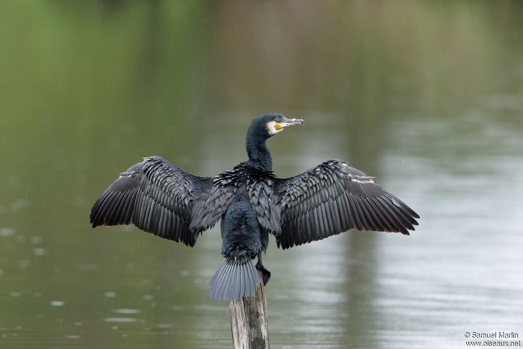 Grand Cormoranadulte