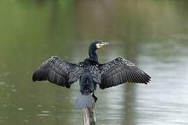 Great Cormorant